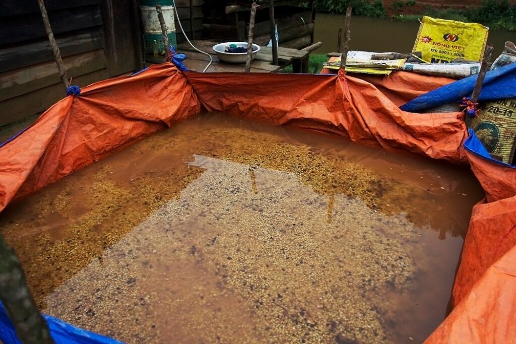 Dispelling Myths – The Truth About Mold in Your Coffee