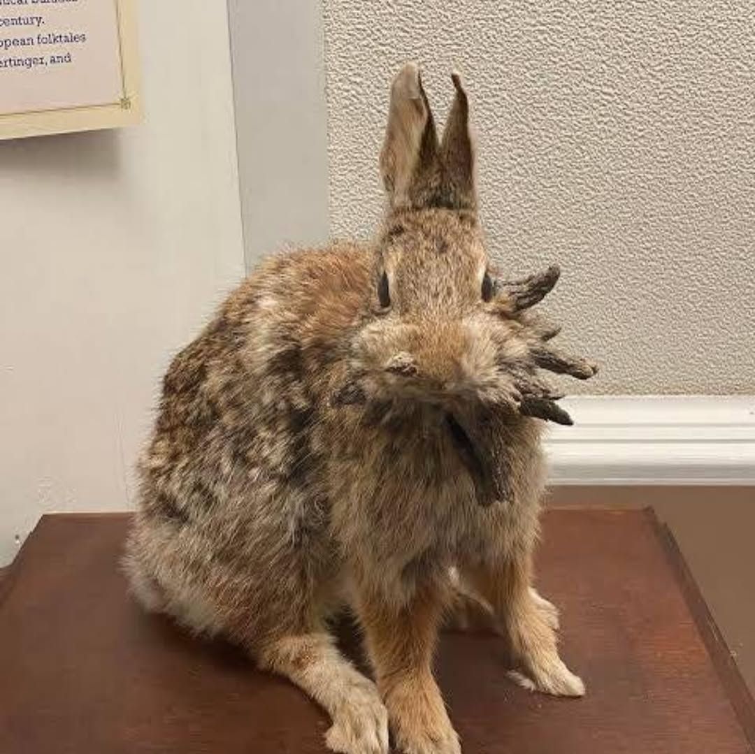 Unmasking Colorado’s ‘Frankenstein Bunnies’: The Scientific Truth Behind the Horned Rabbits