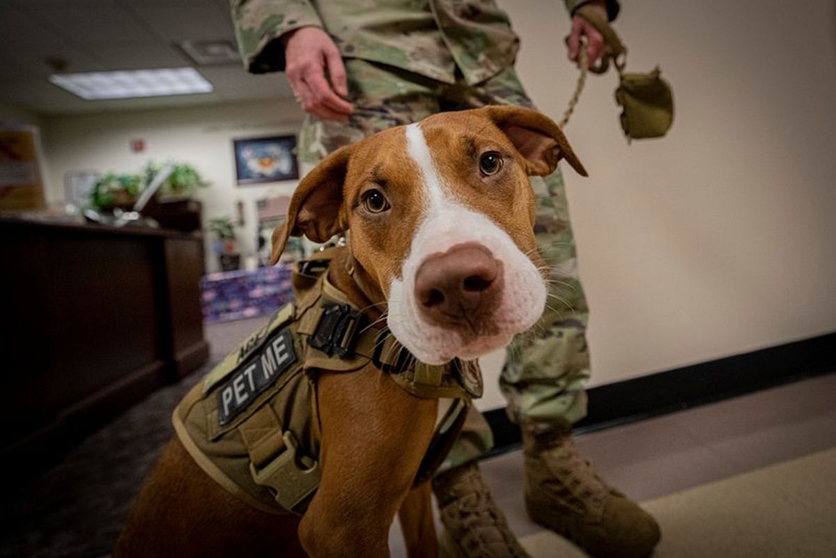 Expanding Support: Facility Dogs in Educational Settings