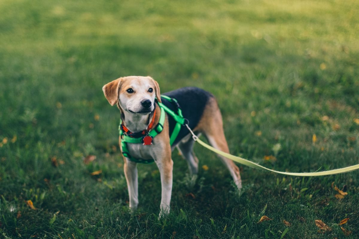 Keeping Your Dog on a Tight Leash