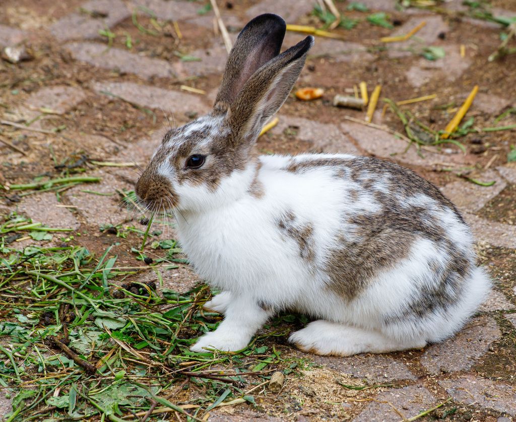Nature's Own Cure: The Rabbit's Immune Response