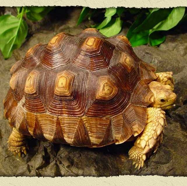 Leonardo DiCaprio's African spurred tortoise
