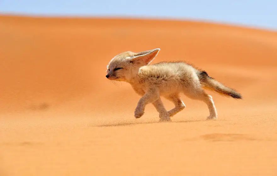 The Fennec Fox