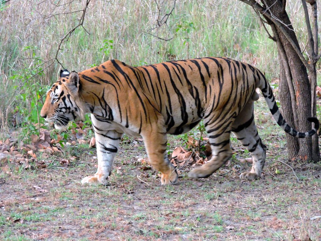 Bengal tiger