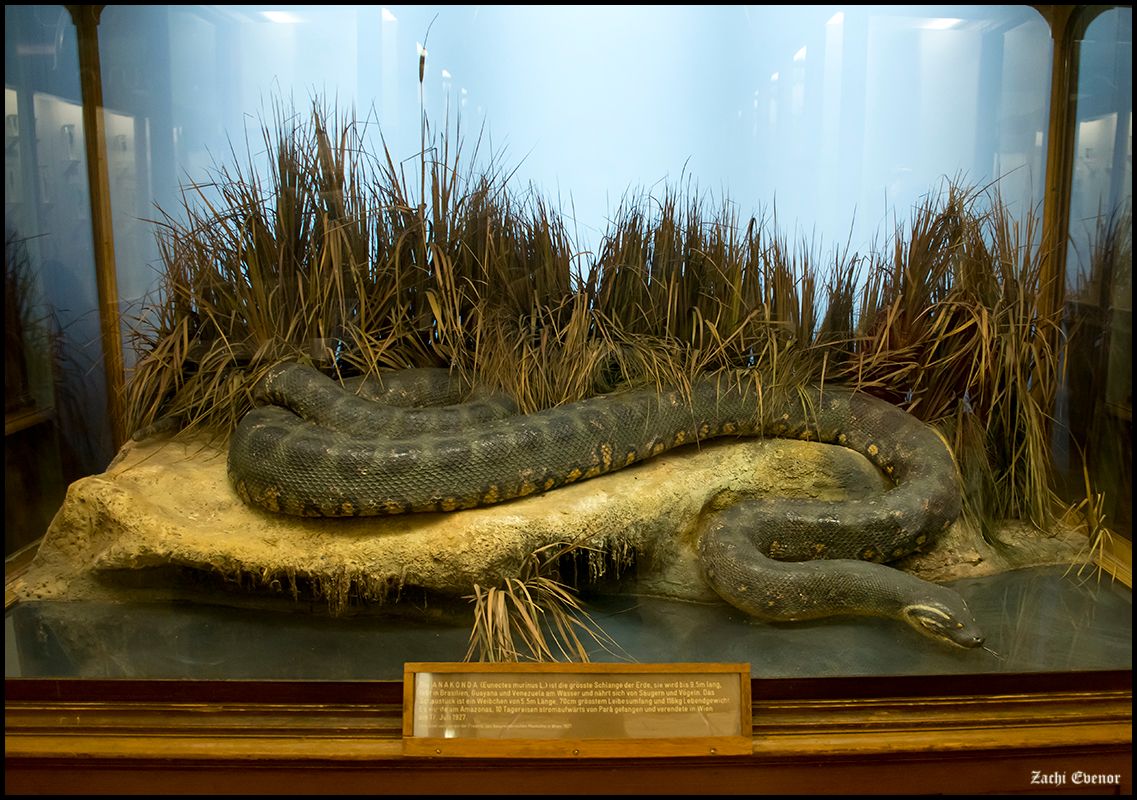 Anaconda (1997)