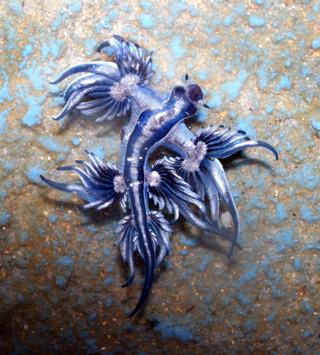 The Blue Dragon (Glaucus atlanticus)