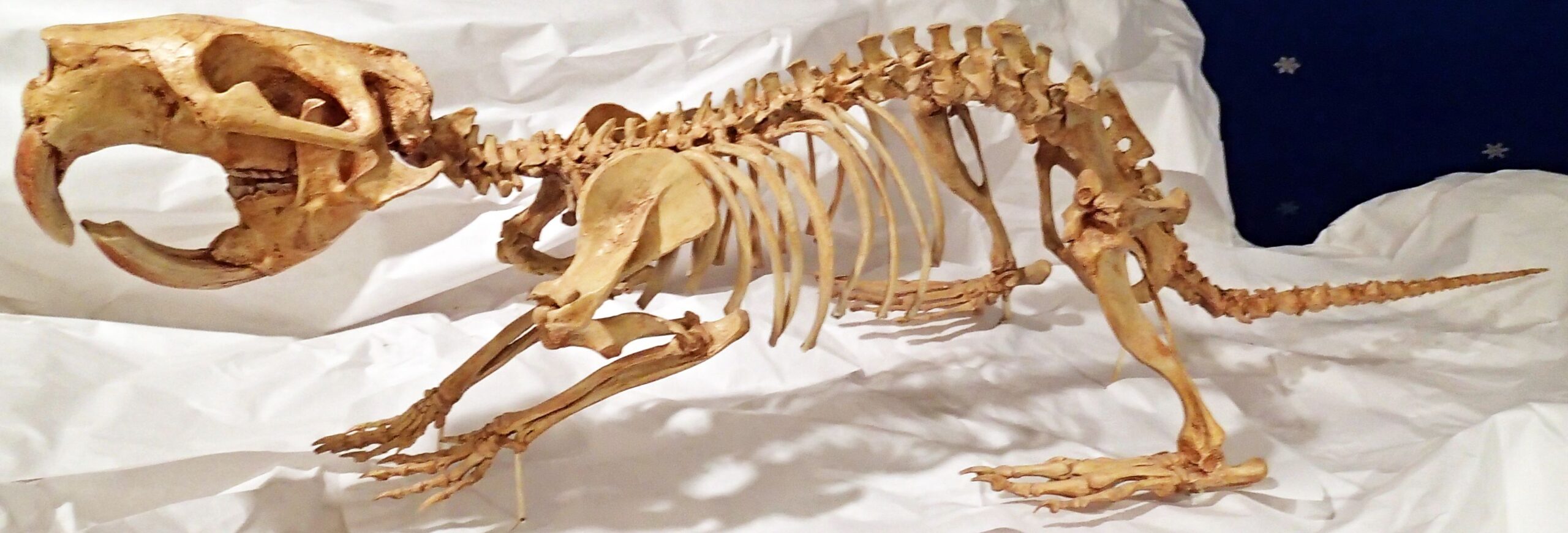 Castoroides: North America’s Giant Beaver