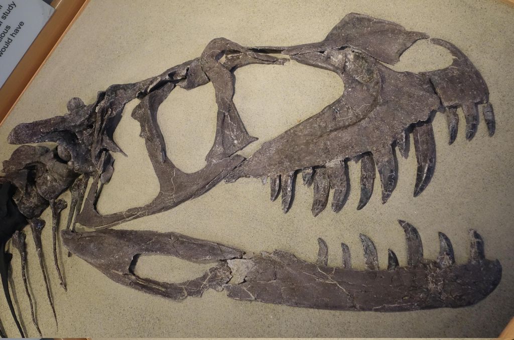 The Allure of the Ancient: Dinosaur Skulls