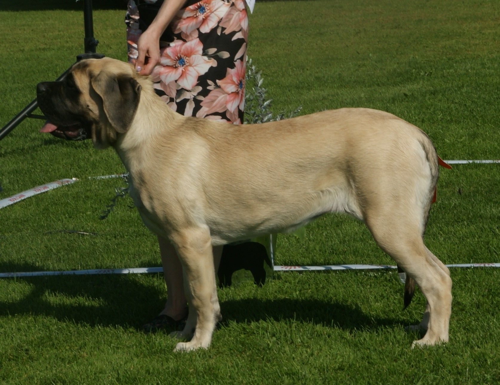 English Mastiff
