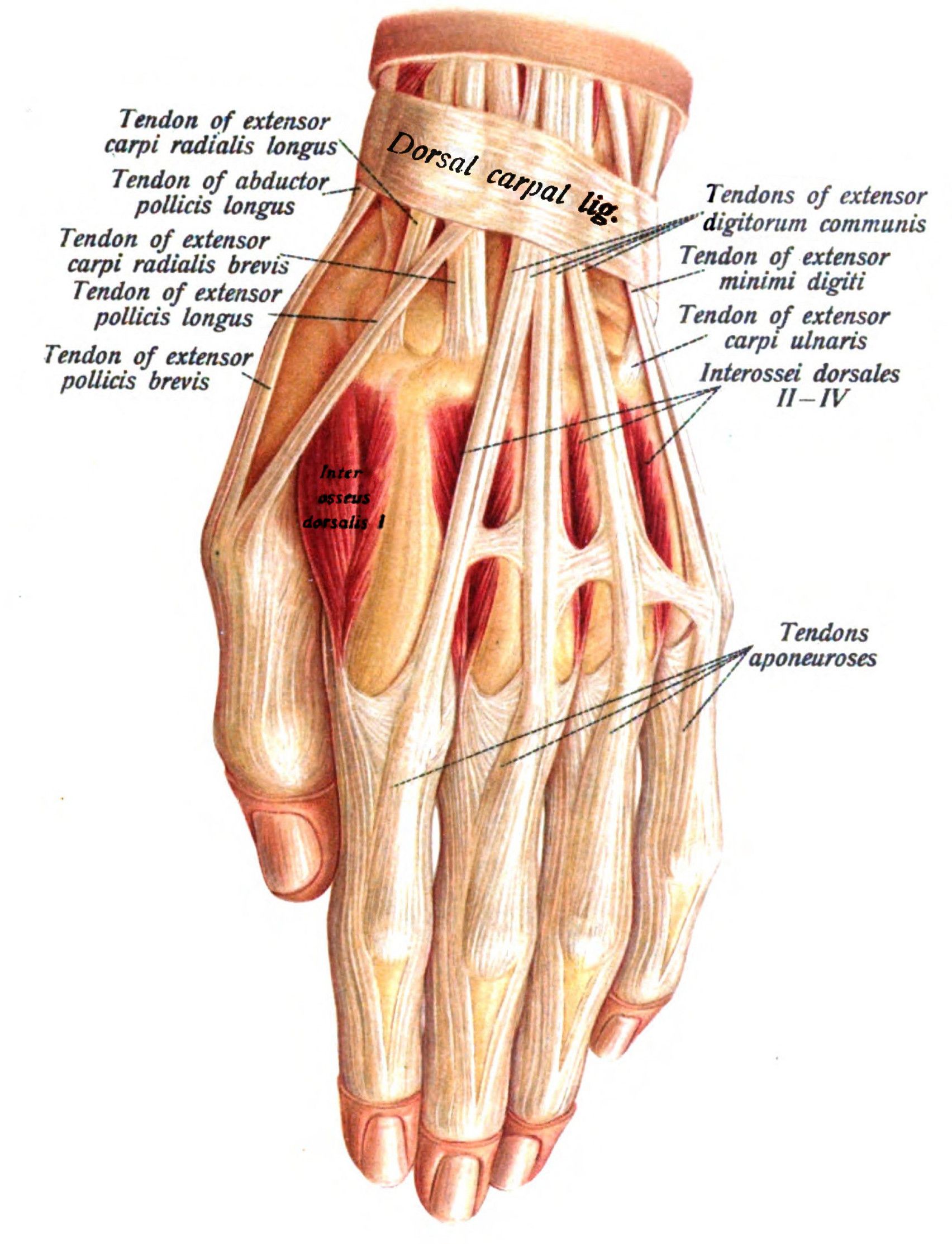 tendons anatomy