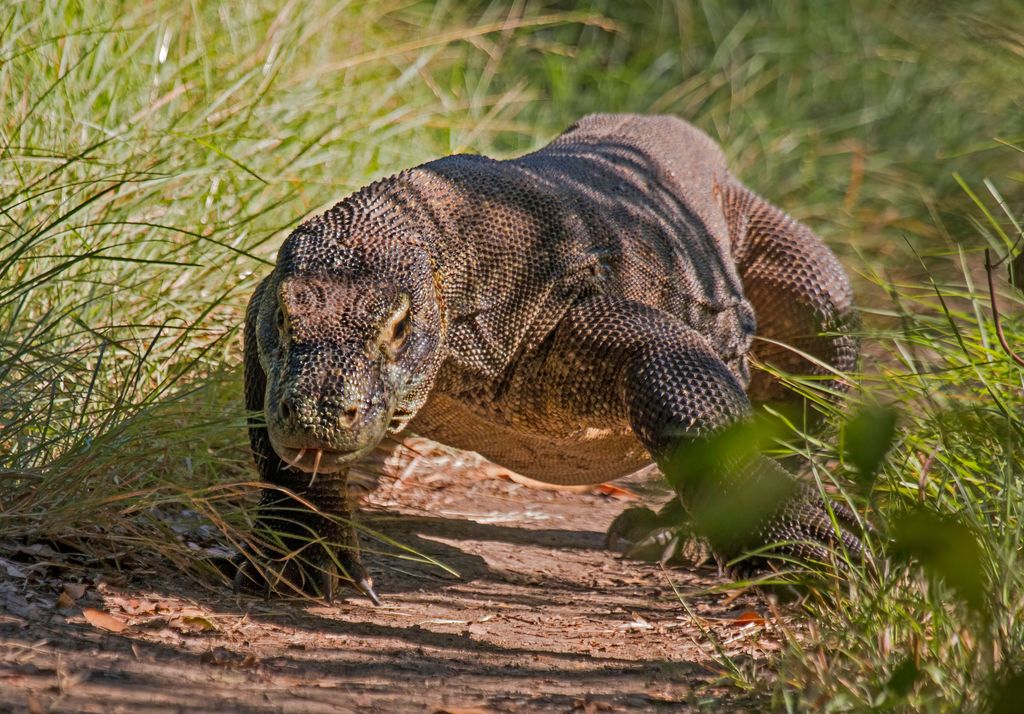 The Komodo Dragon