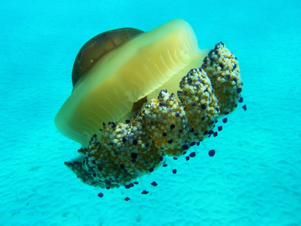 Mēdüzā Mediterrania