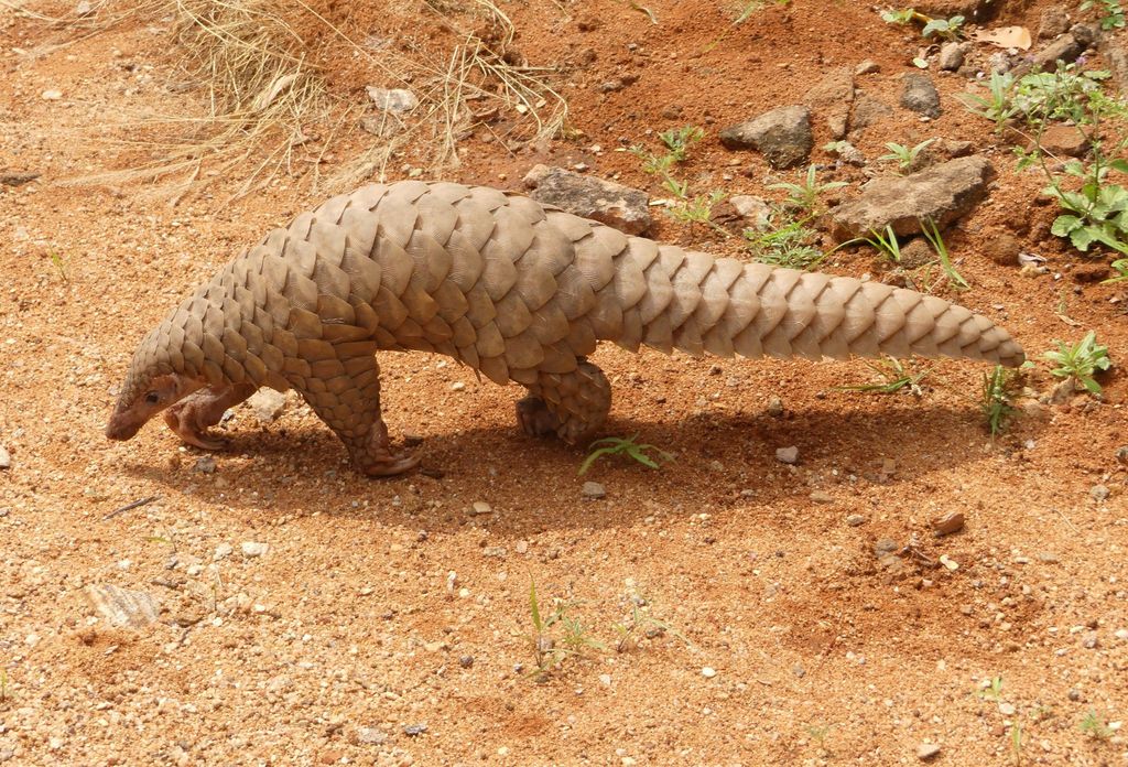 The Pangolin