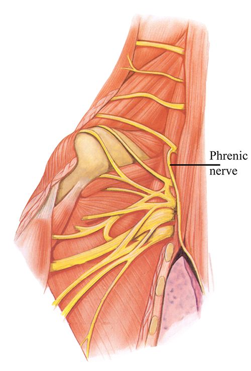 phrenic nerve
