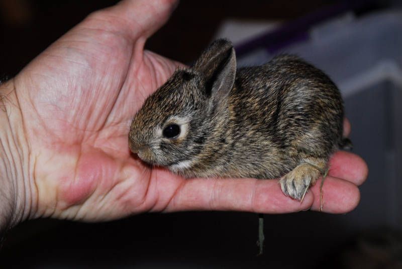 unusual cottontails