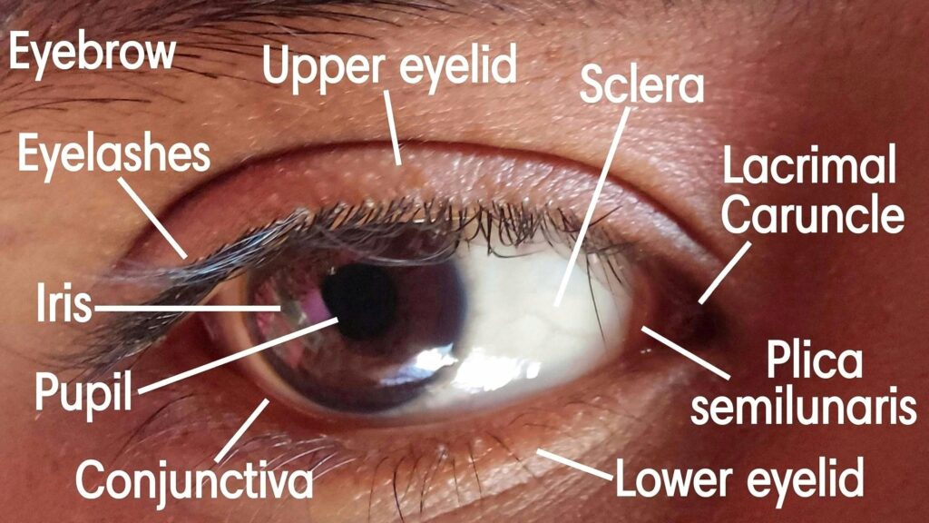 The Plica Semilunaris