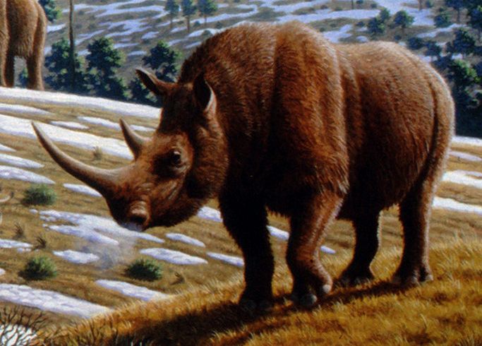 Coelodonta: The Woolly Rhinoceros of the Ice Age