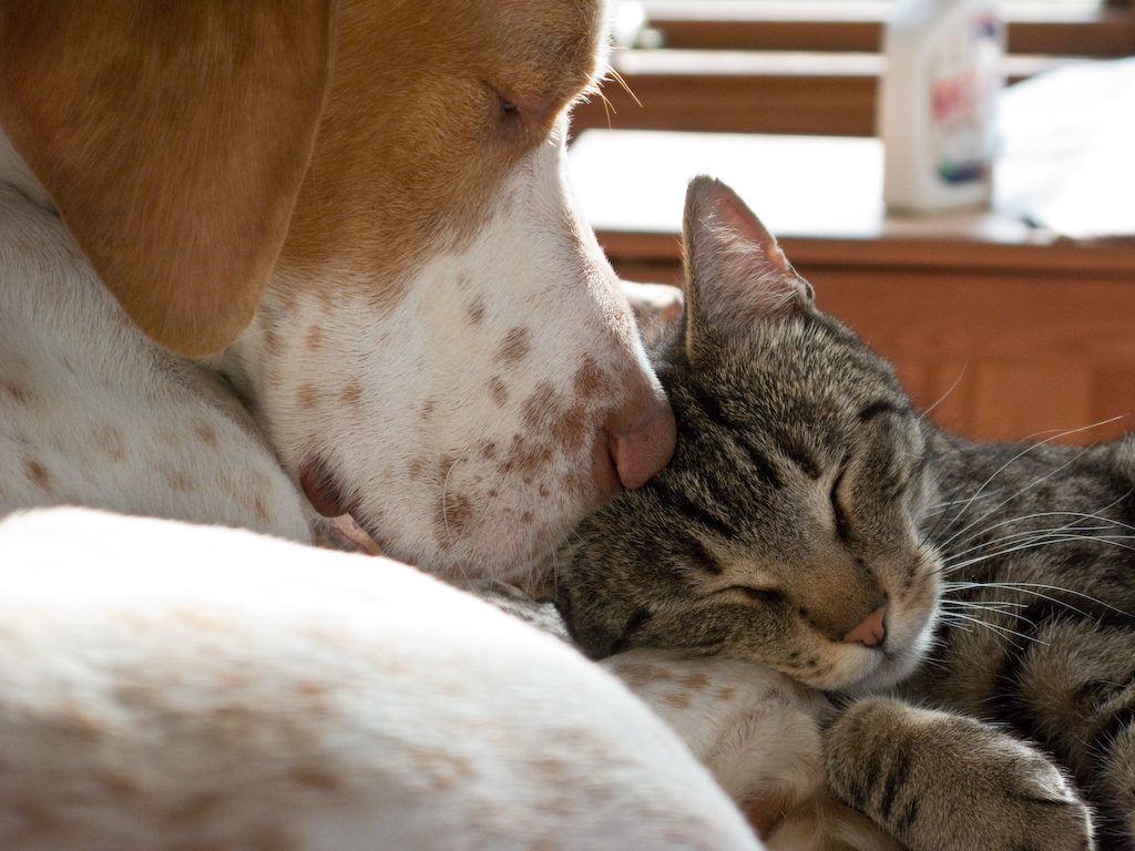 The Ultimate Question: Dog Person or Cat Person?