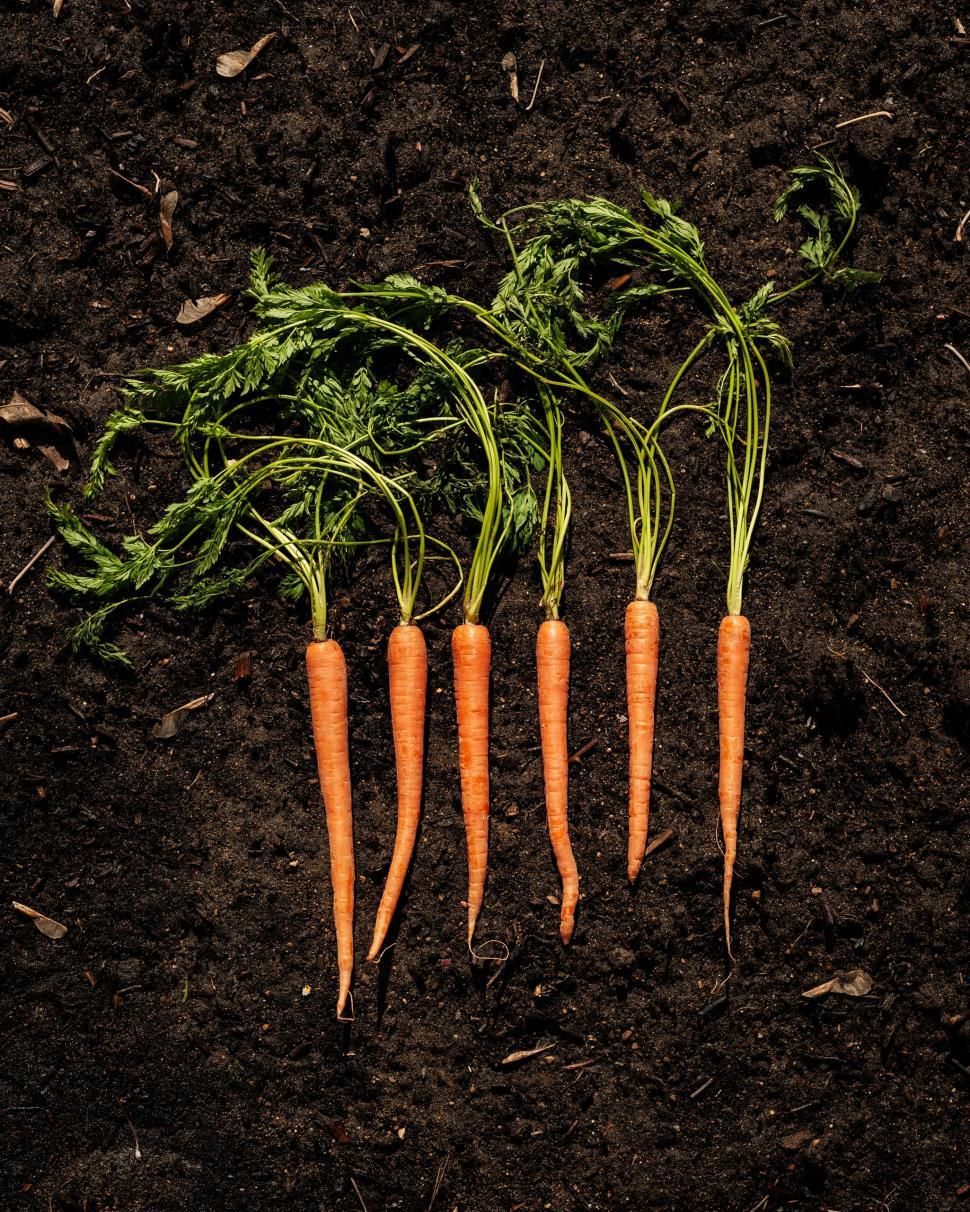 Mastering Produce Longevity: Our Tested Guide to Storing Fruits and Vegetables for Maximum Freshness