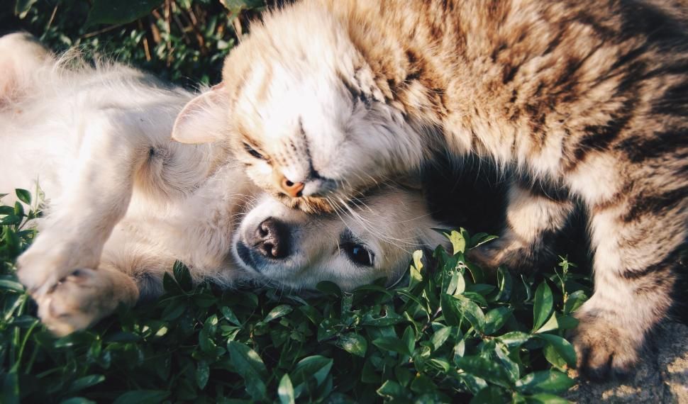 The Astonishing Power of Interspecies Friendships