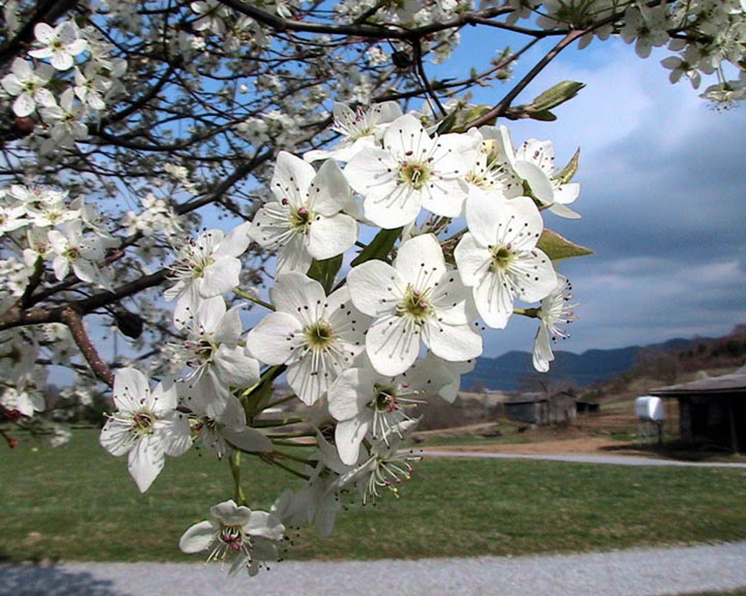 Bradford pear trees