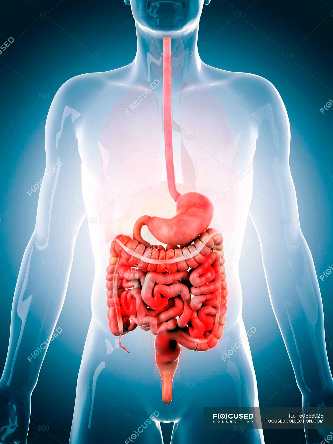gastrointestinal side effects