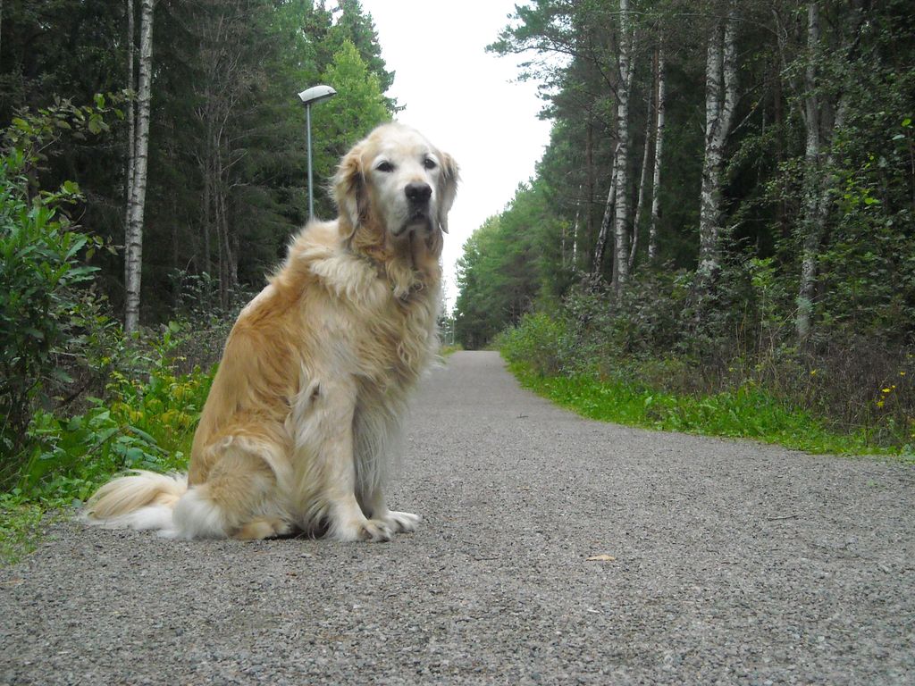 Ichimi's Unexpected Guardian: Enter Ponzu the Golden Retriever