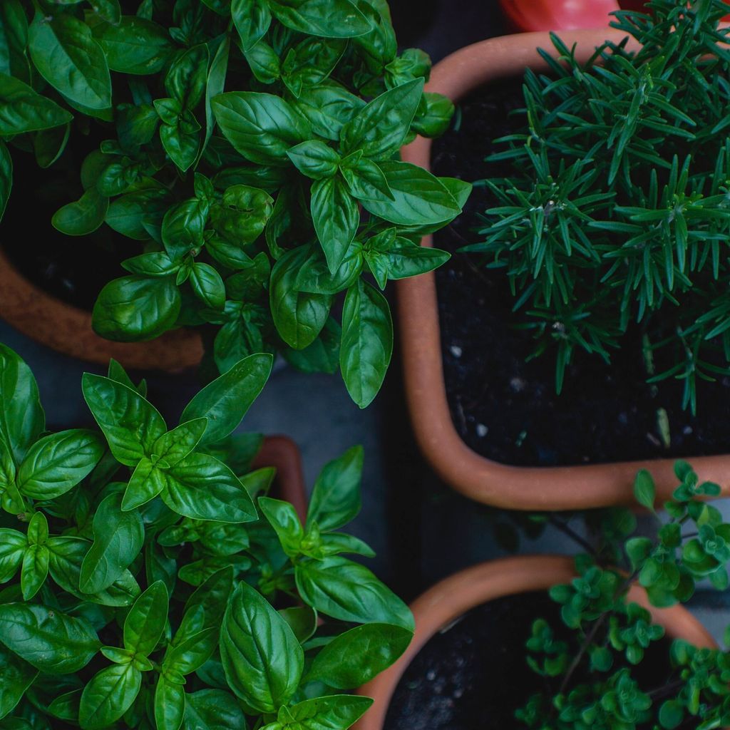 medicinal herbs home garden