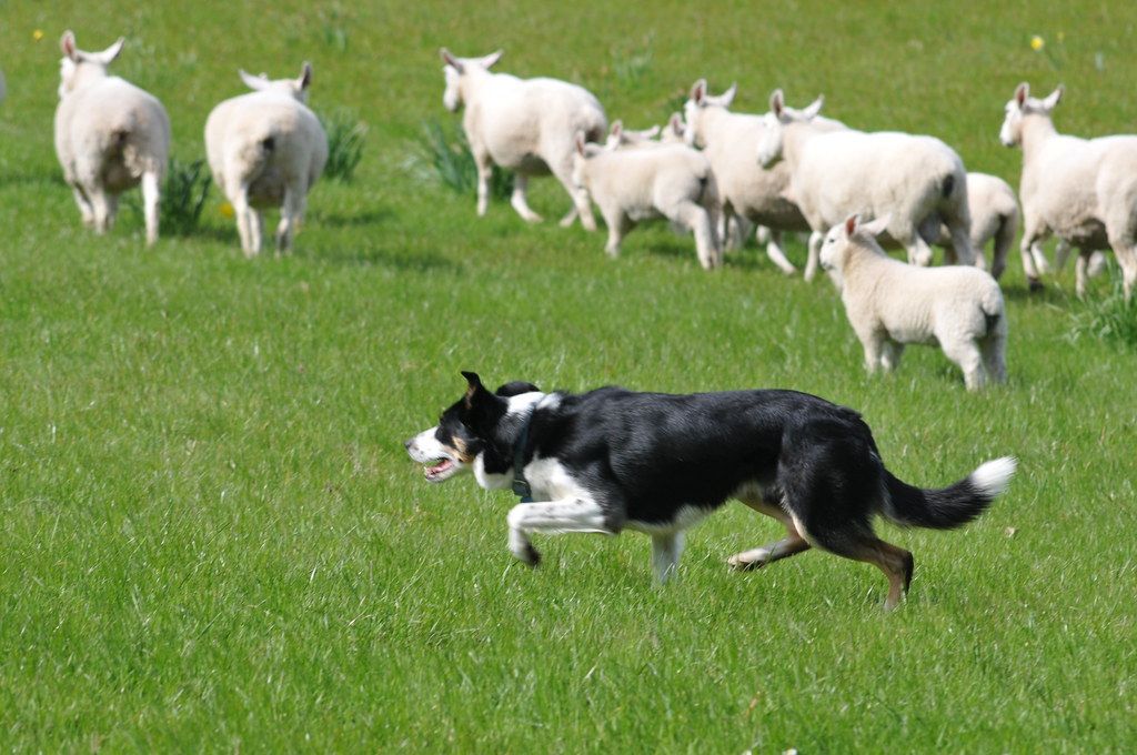 Bordoodle herding