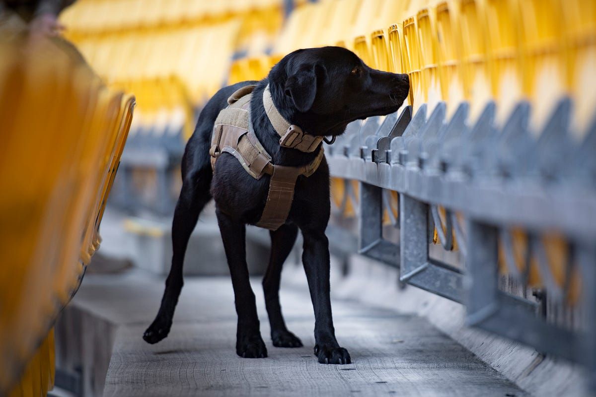 Readiness and Immediate Impact of Graduating Dogs