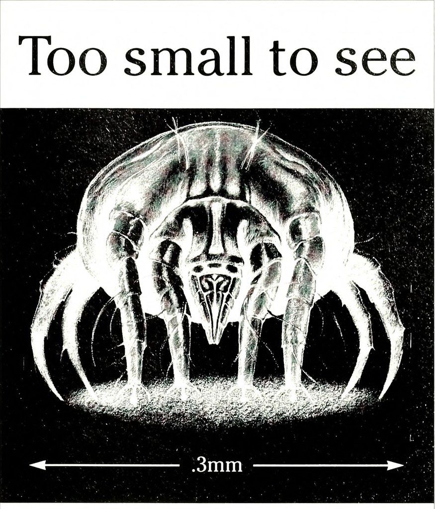 The Tiny Threat: Dust Mites and Their Potent Allergens