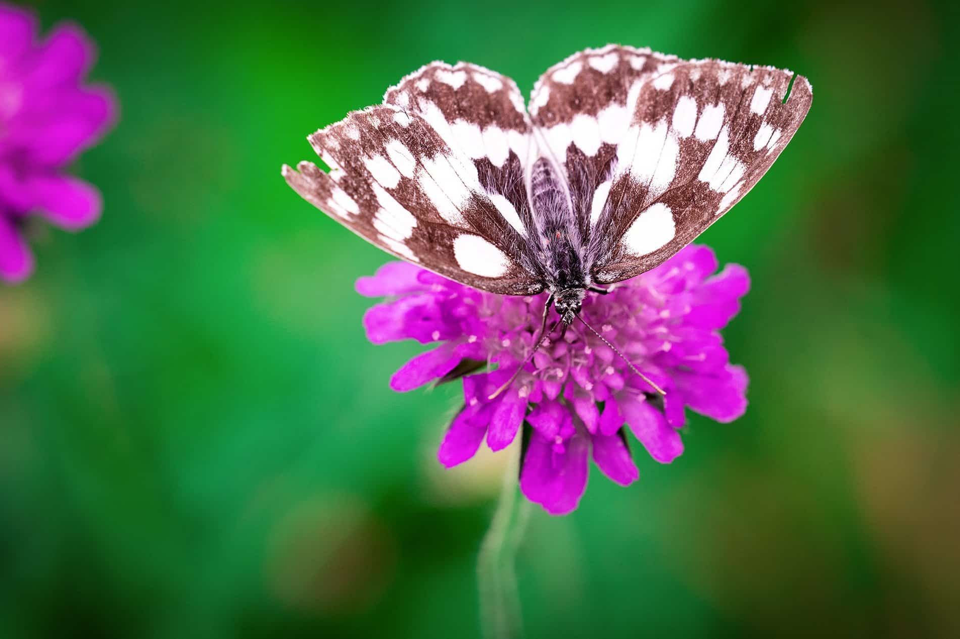 Spotlight on the Rare: Unique Flora and Fauna of Devon