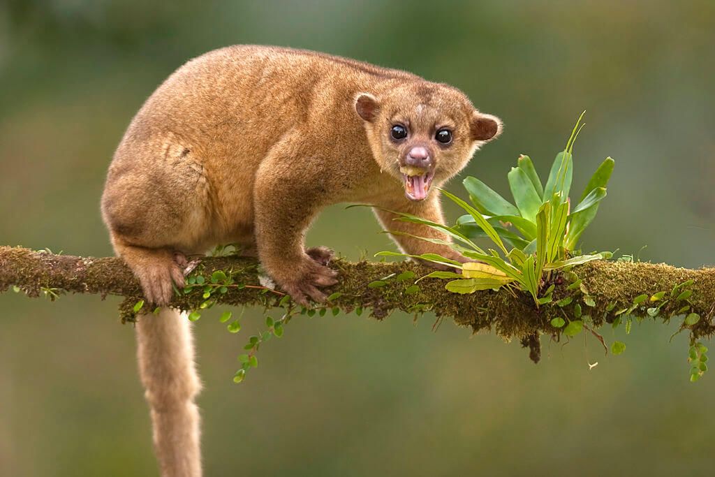 kinkajou pet