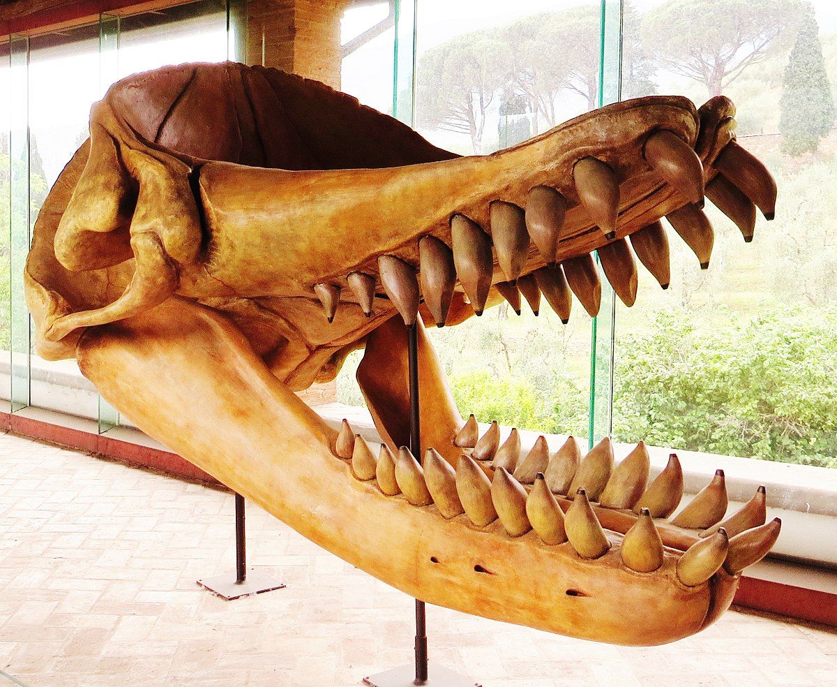 Brygmophyseter: The Biting Sperm Whale