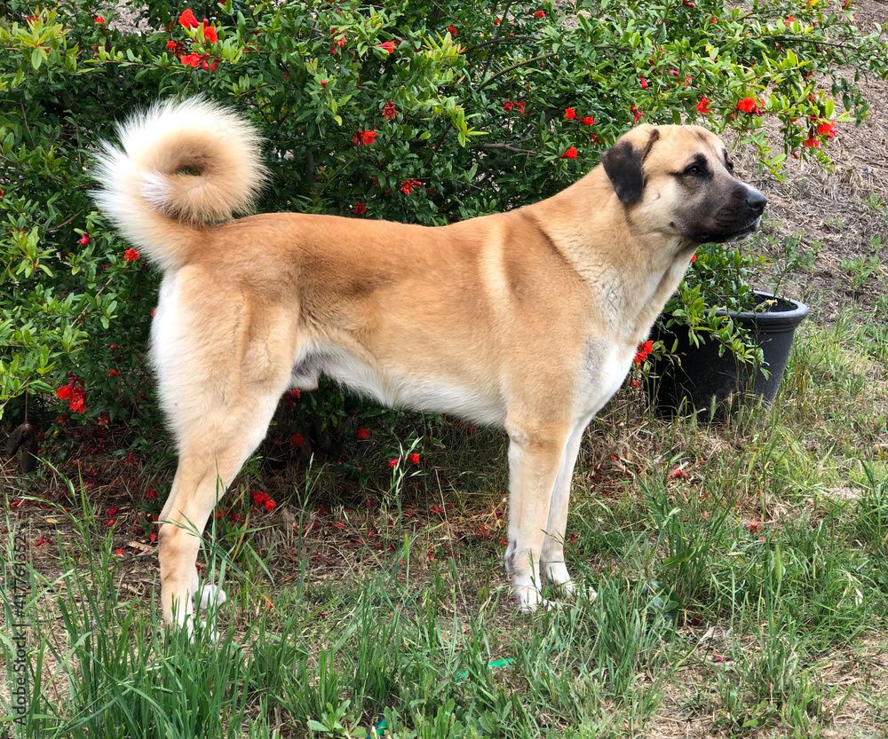 Anatolian Shepherd