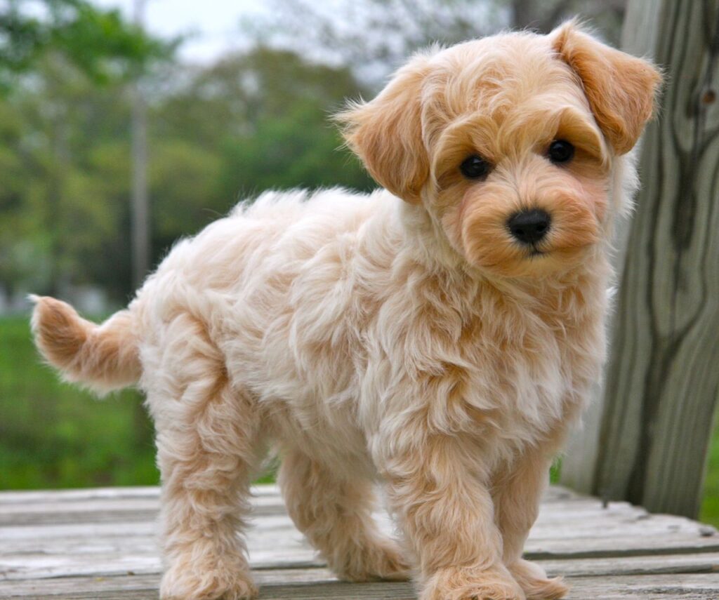 Maltipoo