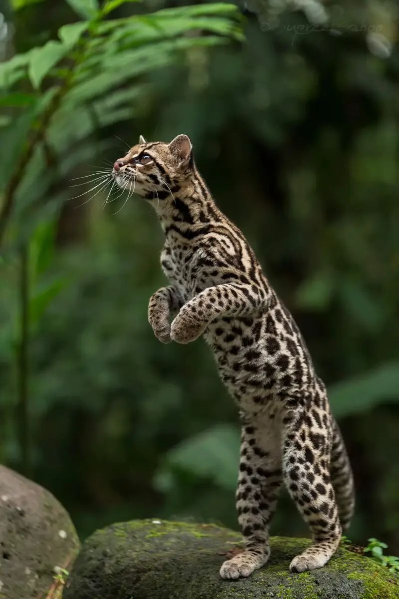 Salvador Dalí’s Ocelot