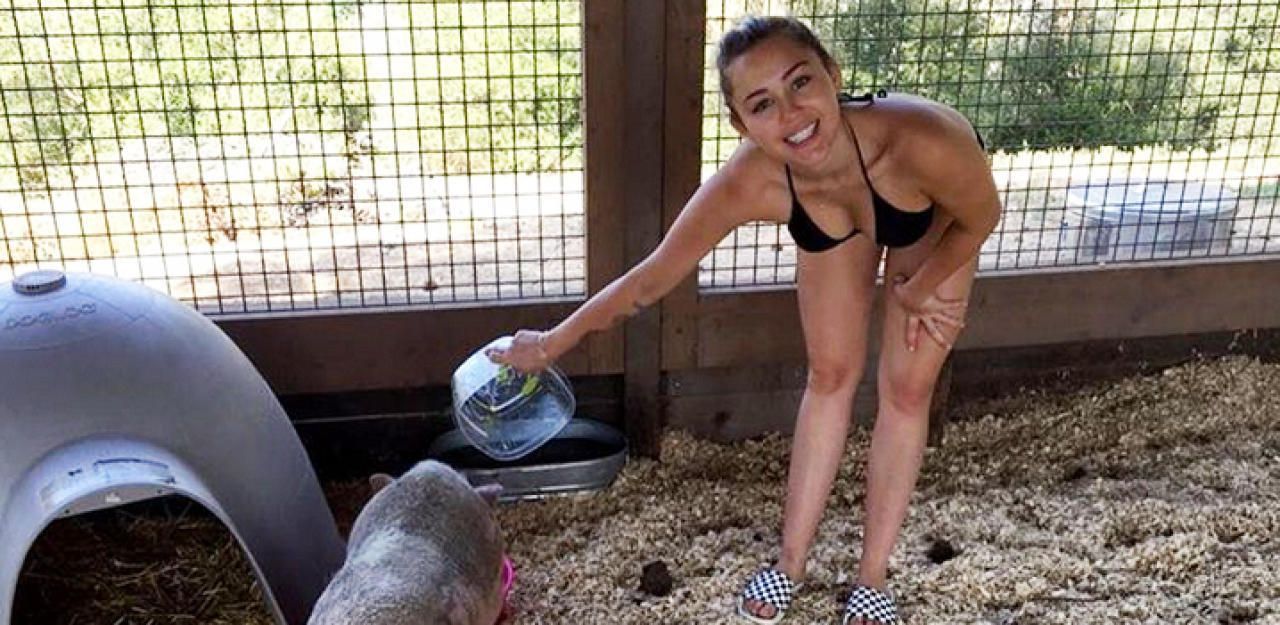 Miley Cyrus’ Pig