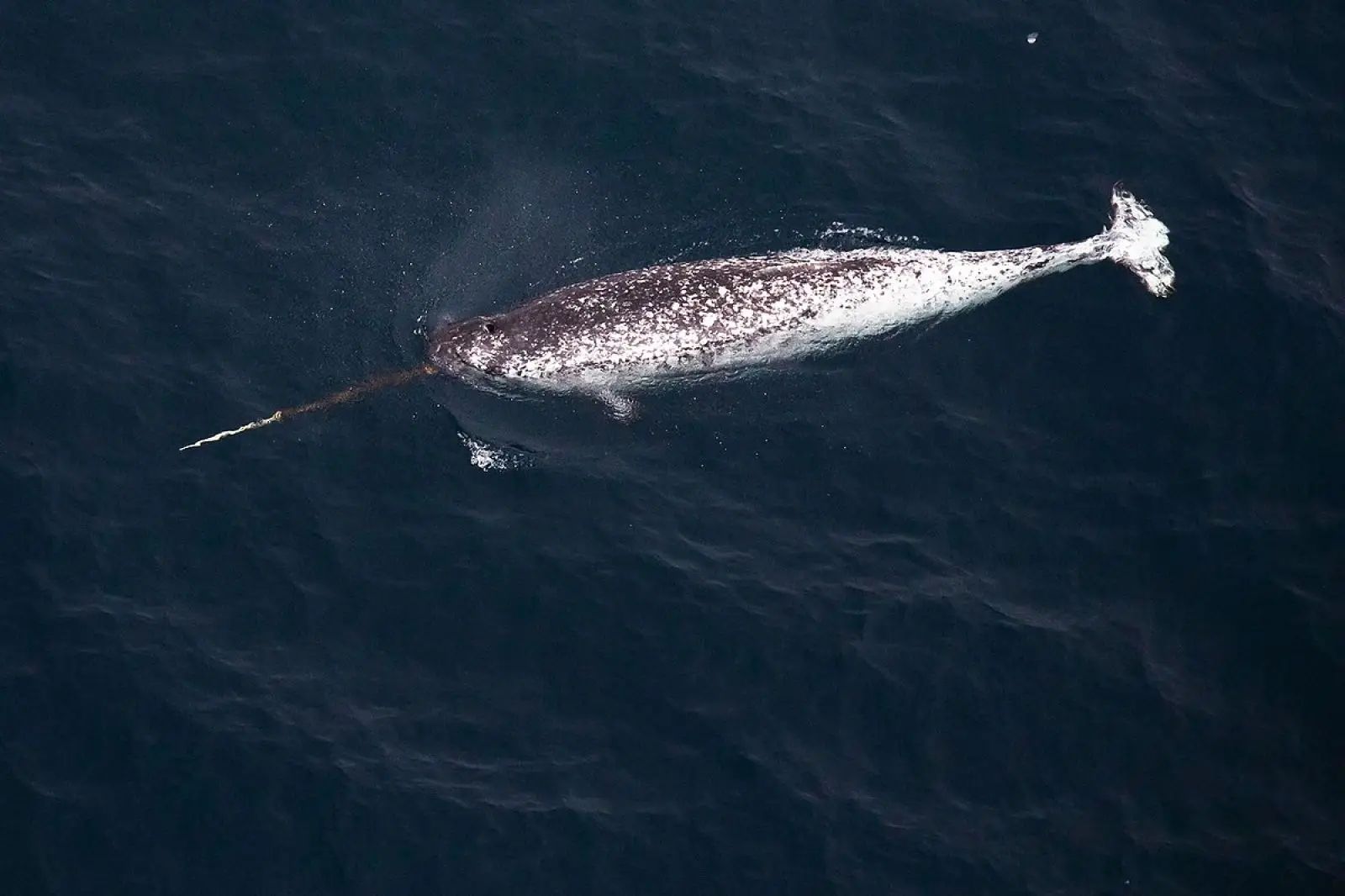 The Narwhal