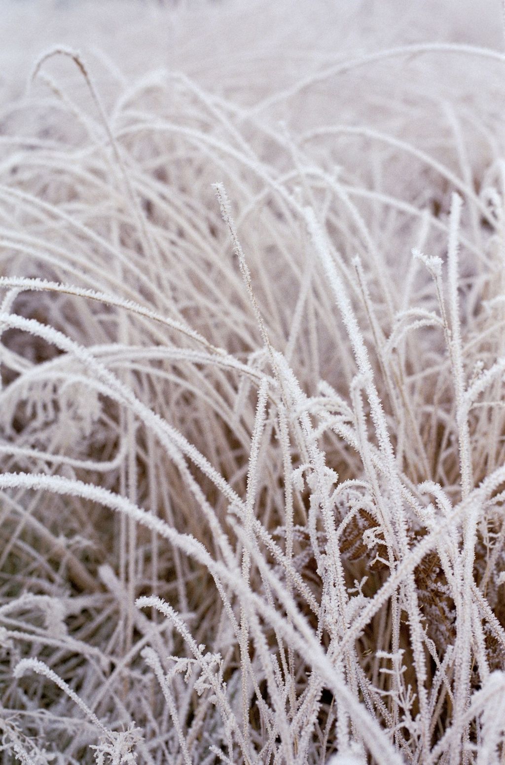 Western Sydney frost