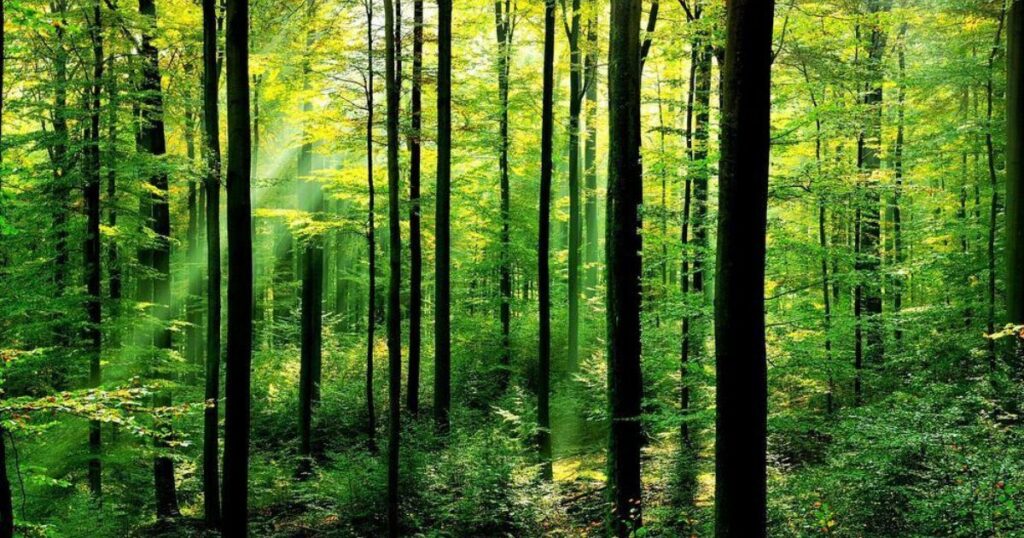 Governing the Green Heart: Devon's Modern Administrative Structure