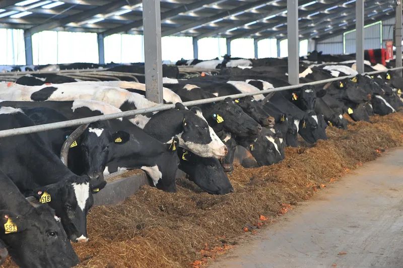 waste disposal dairy industry
