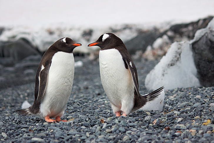 Gentoo Penguins Propose with a Pebble