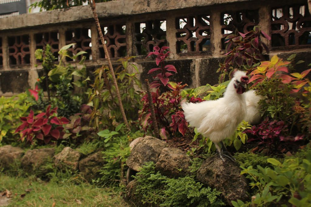 Tori Spelling’s Silkie Chickens