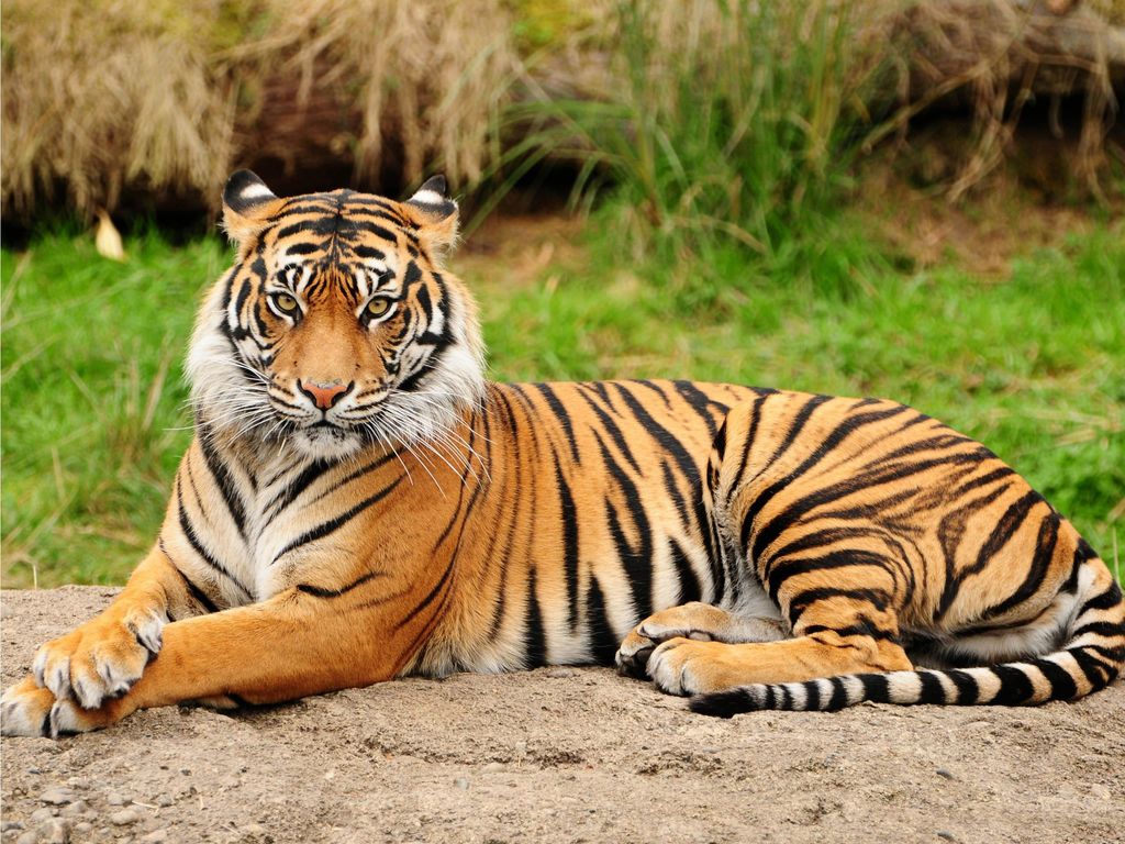 Tiger Bech