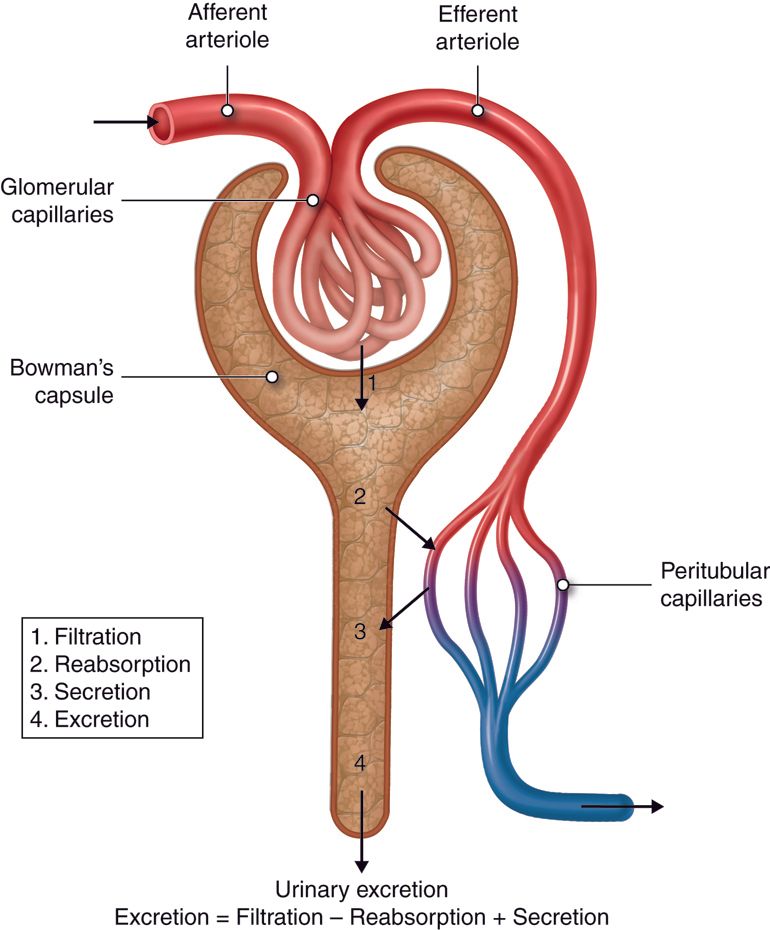 Surprising Truths: 15 Everyday Foods That Might Be Secretly Harming Your Kidneys – A Comprehensive Guide for Your Renal Health