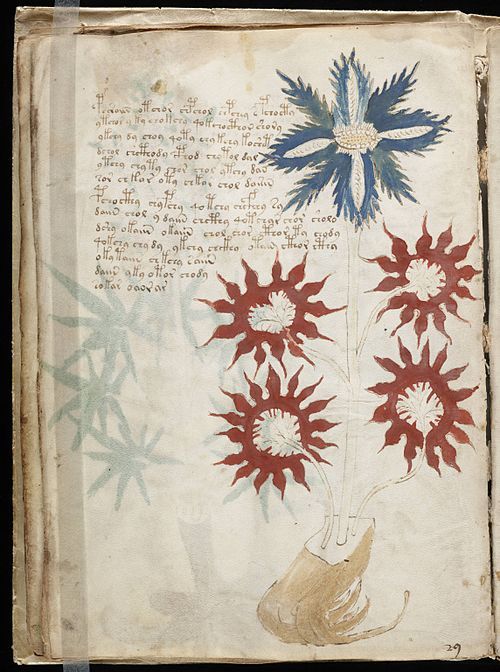 What does the Voynich manuscript say?