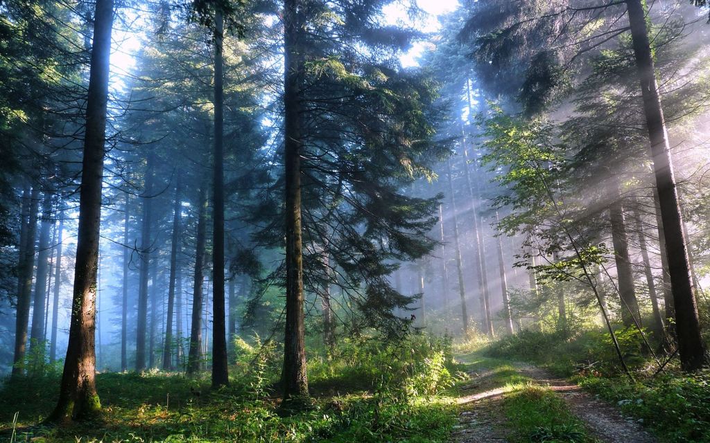 The Indispensable Lifelines: Wilderness Gear That Has Saved Countless Lives and Transformed Survival