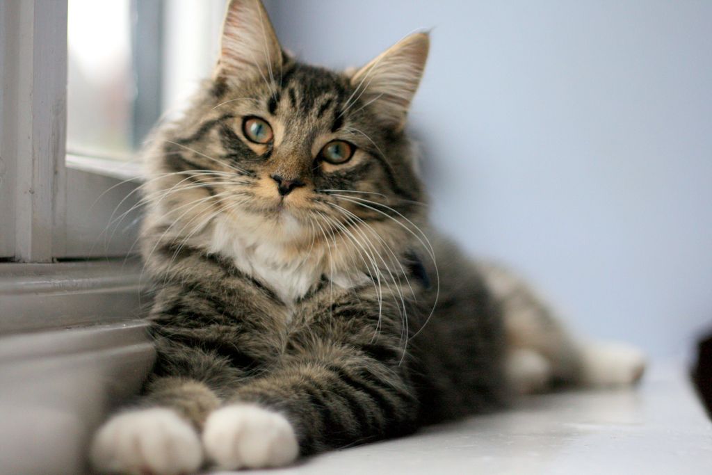 When a Friend Moves On: The Impact of Rehoming a Cat Companion