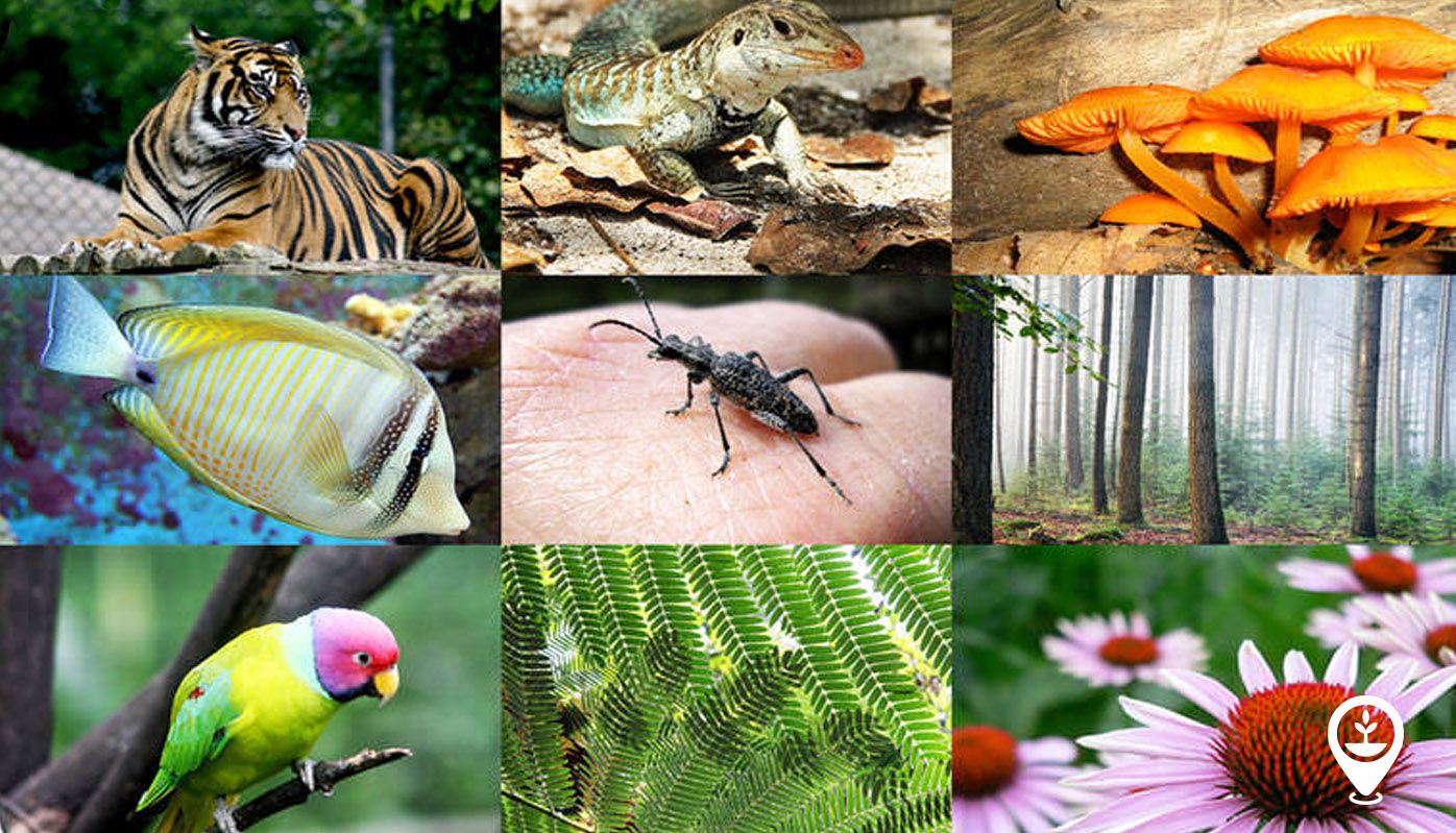 Biodiversity and Conservation Efforts